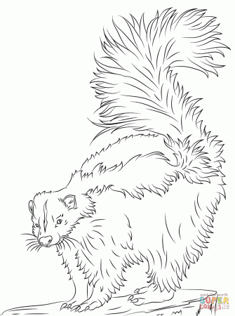 Cute Skunk coloring page | Free Printable Coloring Pages