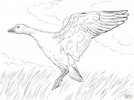 Nene Goose coloring page | Free Printable Coloring Pages