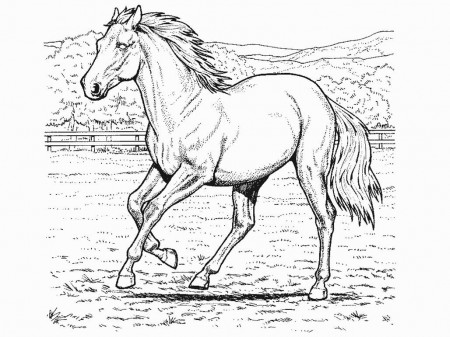 Horses coloring page | www.veupropia.org