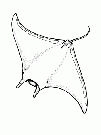 Stingray Coloring Pages. nemo stingray coloring pages fish ...