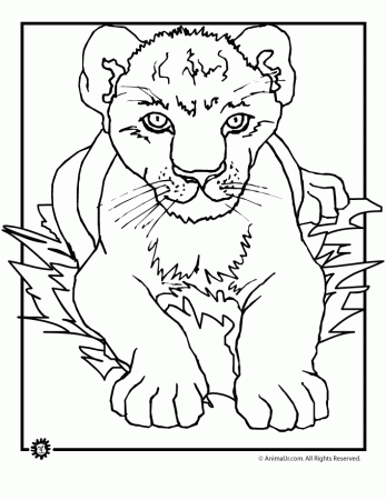 lion cubs coloring pages