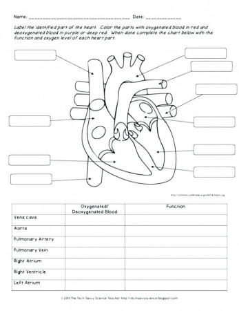 A Circulatory System Human Body Anatomy Science Video For Middle Life  Worksheets For Preschool Alphabet | Human body worksheets, Heart diagram,  Human body systems
