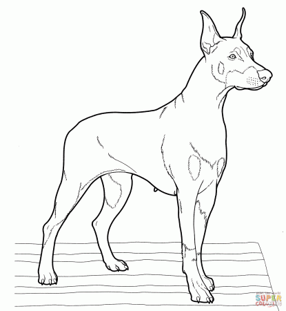 Doberman coloring page | Free Printable Coloring Pages