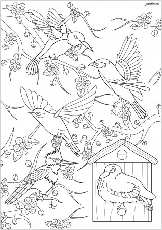 Birds and Japanese cherry tree - Birds Adult Coloring Pages