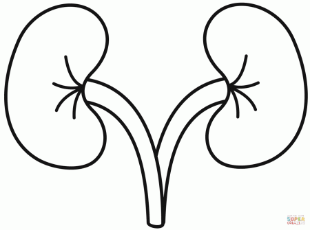Kidney coloring page | Free Printable Coloring Pages