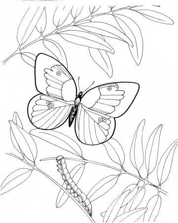 Cocoon coloring pages