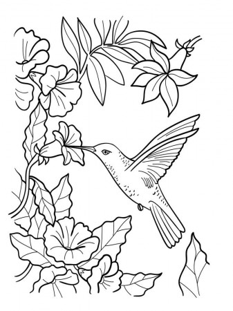 Free Hummingbird Coloring Pages - Toyolaenergy.com