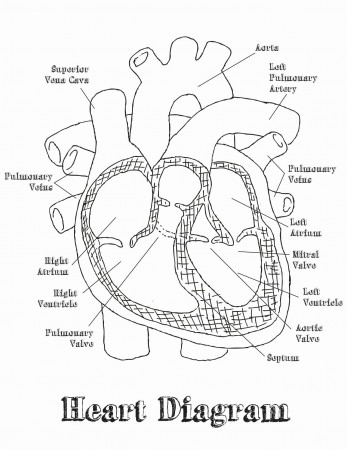 Heart Parts for Kids coloring Pages in 2020 | Heart diagram, Heart coloring  pages, Heart anatomy