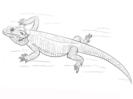 Free Bearded Dragon Coloring Page - Free Printable Coloring Pages for Kids