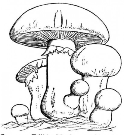 Mushroom Family coloring page | Free Printable Coloring Pages