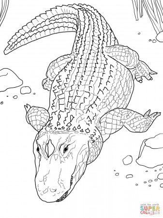 Alligators coloring pages | Free Coloring Pages
