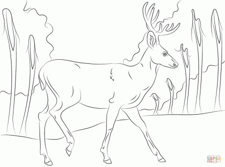 Walking Mule Deer coloring page | Free Printable Coloring Pages