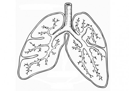 Lung coloring pages