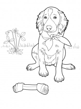 Get This Dog Coloring Sheets for Grown Ups Realistic Dog Drawing with Her  Toy !