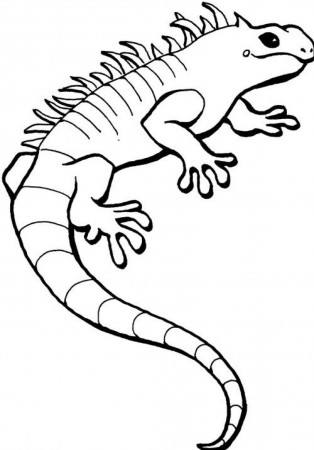 Drawing Iguana #8915 (Animals) – Printable coloring pages