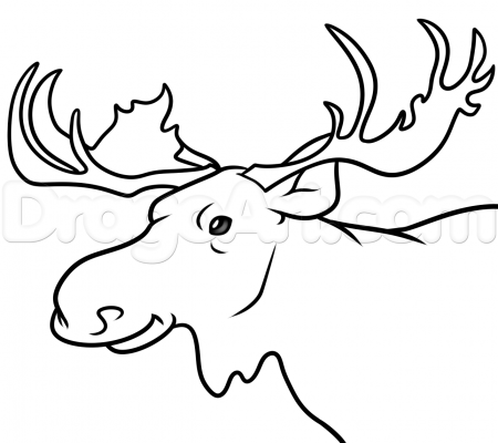 Moose Head Drawing Tutorial, Step by Step, forest animals, Animals ...