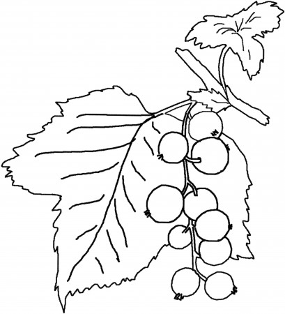 Fruit and berries coloring pages 9 / Fruit and berries / Kids ...