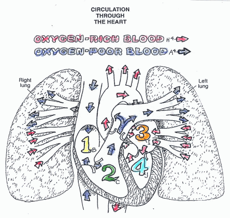 Blood Anatomy Coloring Pages - Coloring Pages For All Ages