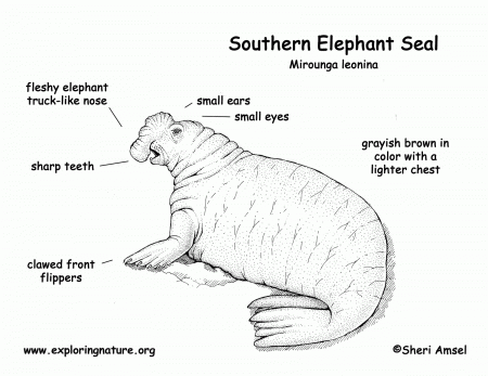 Elephant Seal Coloring Page - Coloring Page