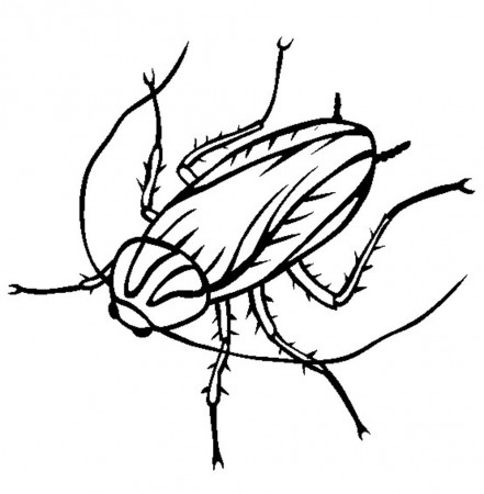 Free Printable Cockroach Coloring Pages For Kids | Coloring pages, Star coloring  pages, Insect coloring pages