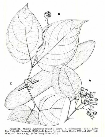 botany-coloring-pages-177 | Adult Coloring | Pinterest