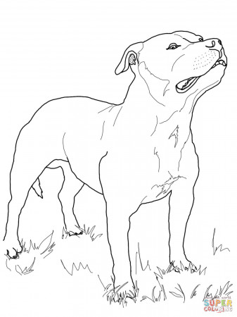 Staffordshire Bull Terrier coloring page | Free Printable Coloring ...