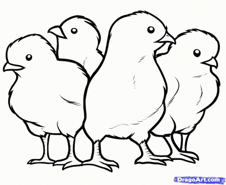 Chicken Chicks Colouring Pages - Colorine.net | #19788