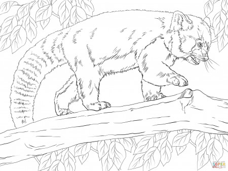 Realistic Red Panda coloring page | Free Printable Coloring Pages