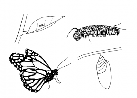 Free Life Cycle Coloring Pages | StuwahaCreations