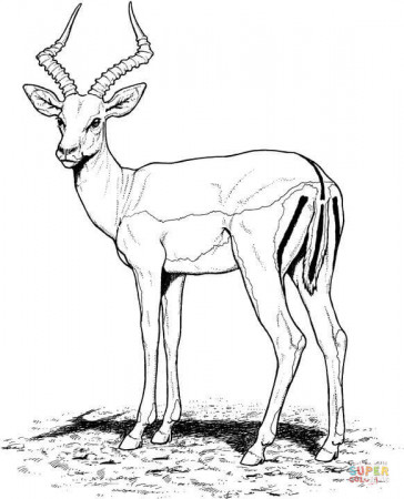 Impala Antelope coloring page | Free Printable Coloring Pages