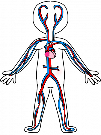 Image of Circulatory System Clipart #6571, Circulatory System ...