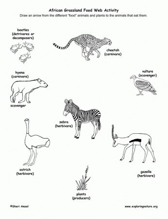 Food Web Coloring Pages - Coloring