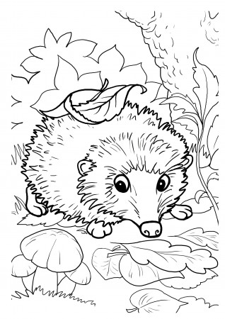 Hedgehogs. Free Printable, Coloring and Activity Page for Kids ...