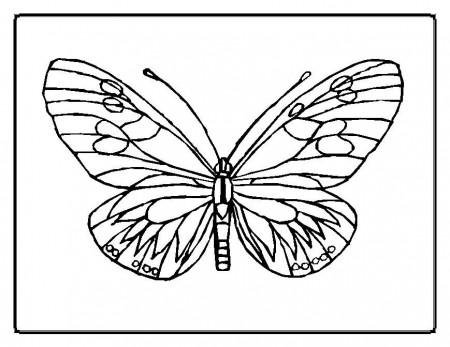 eric carle coloring book - Google Search | Butterfly coloring page,  Butterfly printable, Coloring pages inspirational