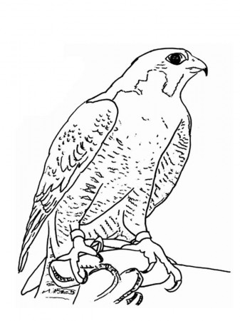 Free printable Falcon coloring pages for kids. 1000+ best coloring page