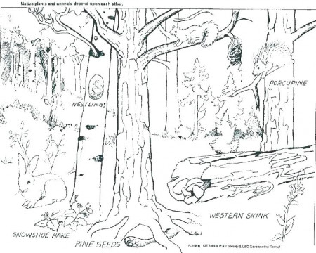 Forest Coloring Pages Printable - Coloring Our World