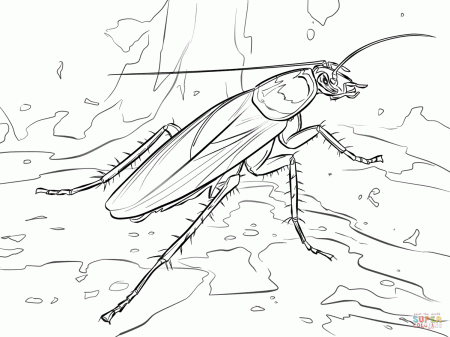 Cockroach coloring pages | Free Coloring Pages