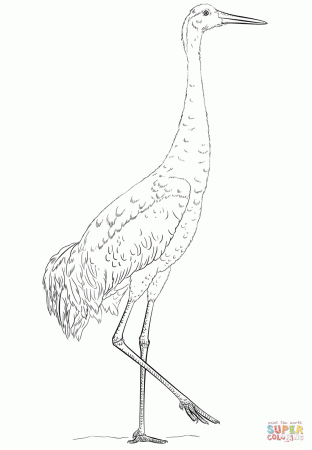 Sandhill Crane coloring page | Free Printable Coloring Pages