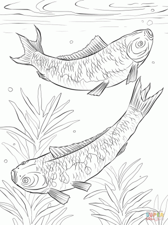 Koi Fishes coloring page | Free Printable Coloring Pages