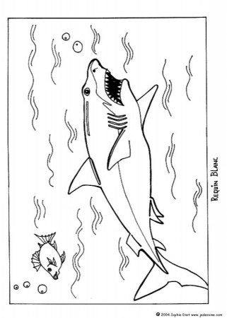 SHARK coloring pages - Great white shark