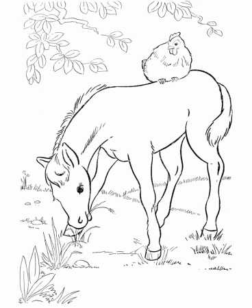 horse eating grass Colouring Pages