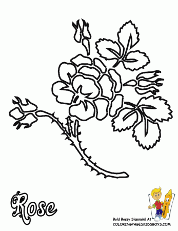 Flowers Coloring Pages | Roses | Free| Rose Flower |Rose Coloring 
