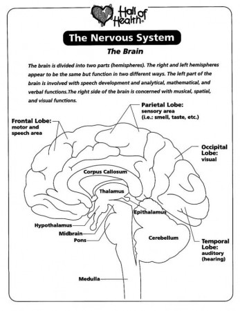 Nervous system the brain coloring page