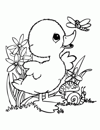 baby duck coloring pages – 670×867 Download Free Wallpaper 