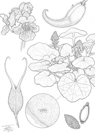 Botanical illustrations - General Discussion - ip-forum