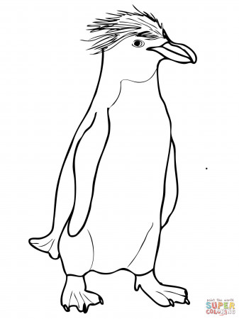 Macaroni Crested Penguin coloring page | Free Printable Coloring Pages