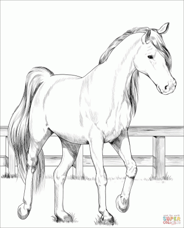 Trakehner horse coloring page | Free Printable Coloring Pages