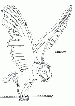 Barn Owl coloring page - Animals Town - Animal color sheets Barn ...