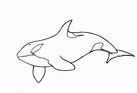 17 Free Pictures for: Killer Whale Coloring Pages. Temoon.us