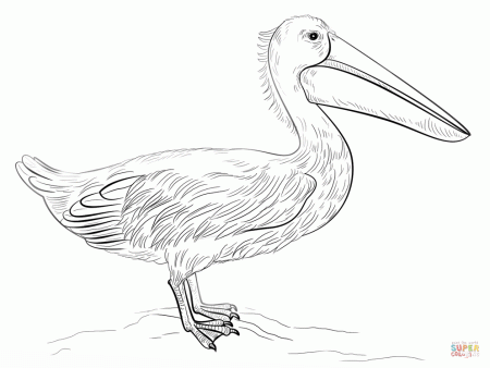 Pelicans coloring pages | Free Coloring Pages